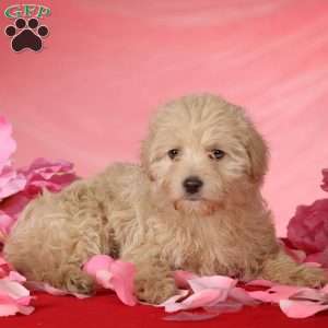 Aden, Toy Poodle Mix Puppy